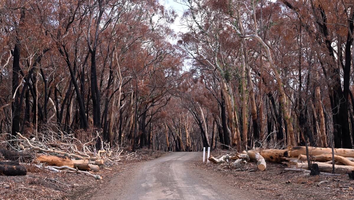 Trees cut down on the roadside in the Pyrenees Shire. Picture by Adam Trafford