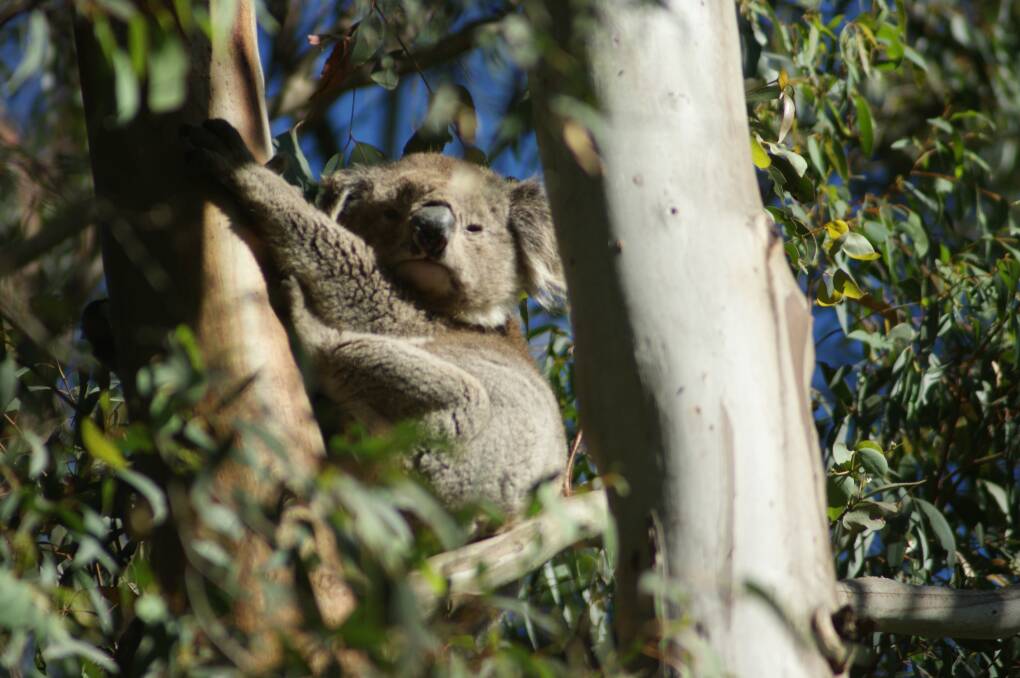 A koala spotted in bushland near Ballarat during MCLG surveying. Picture by Peter Bullen