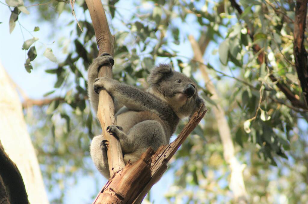 A koala spotted in bushland near Ballarat during MCLG surveying. Picture by Peter Bullen