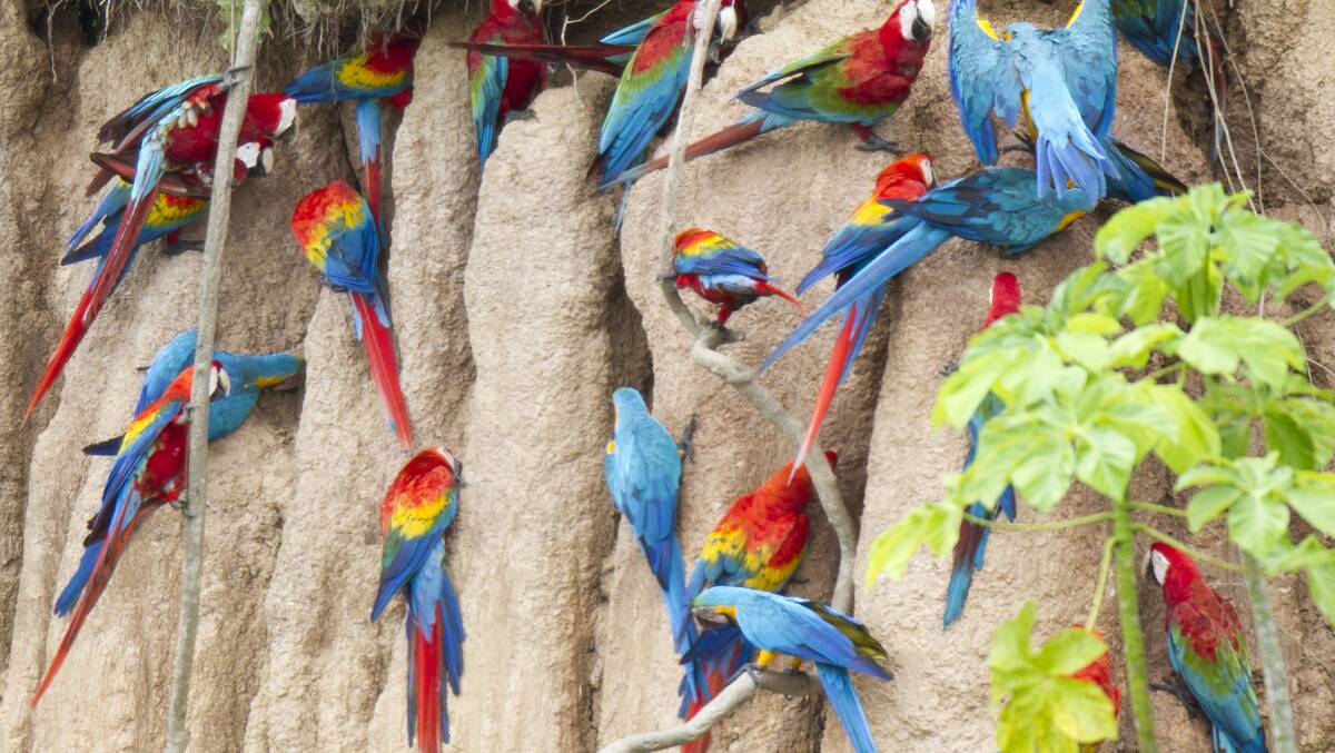 Macaws and other parrots are desired as exotic companion animals, and are among the most trafficked birds worldwide. Picture supplied