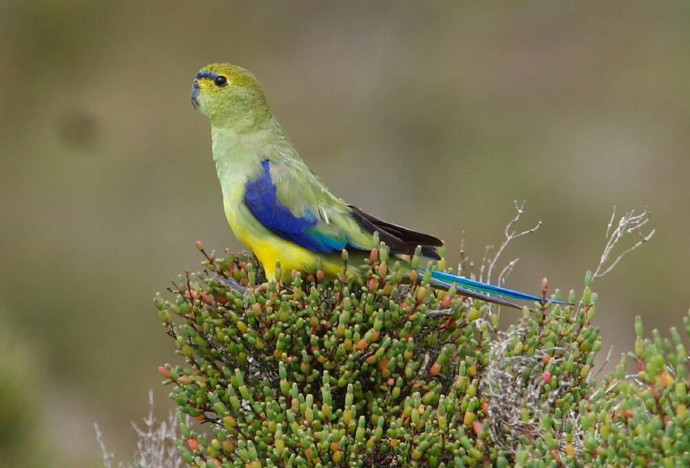 BEAUTY: A flock of 60 blue-winged parrots has been spotted at Cape Clear and other locations around the region. Picture: Chris Tzaros/BirdLife Australia