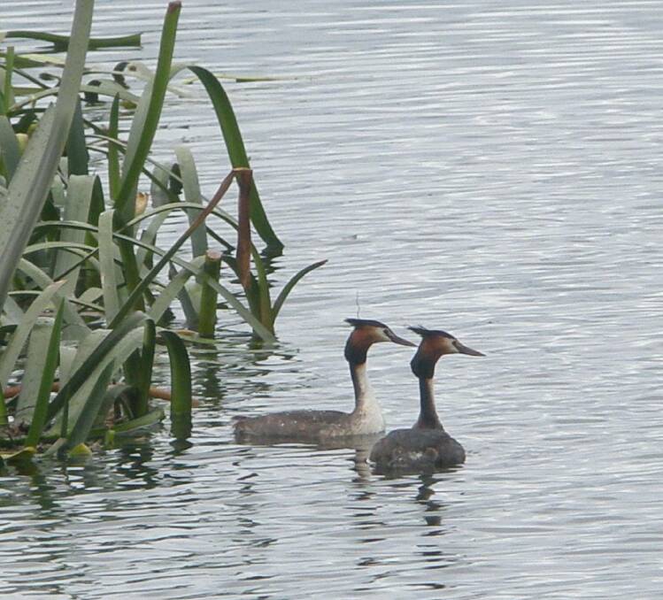RISING: Great crested grebe numbers are higher than in previous years.