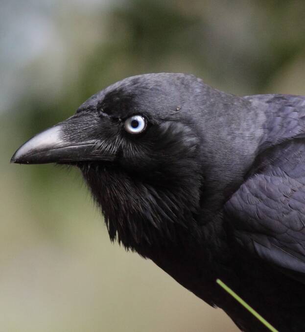 The little raven. Picture: Andrew Silcocks/Birdlife Australia