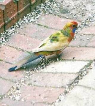 UNUSUAL: This juvenile rosella shows signs of mutation not hybridisation.