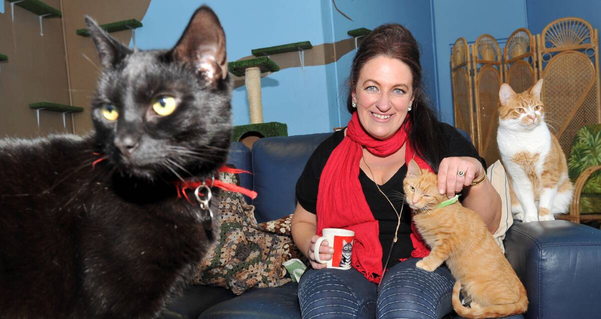 MEOW: Alley Cat Cafe owner Sheryl Page with some of the resident cats in their new venue at Rubicon Street in Sebastopol. Picture: Lachlan Bence. 