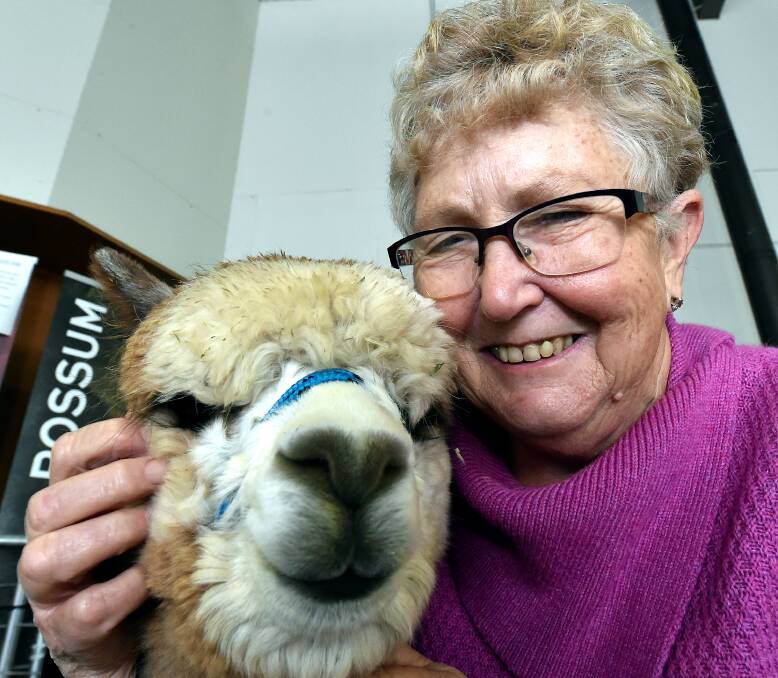 ENTRY: Autumn Gold Alpacas' Joanne Noll entered 14-month-old Peaches and Cream into the annual Cutest Cria competition at the Creswick Woollen Mills at the weekend. Picture: Jeremy Bannister.