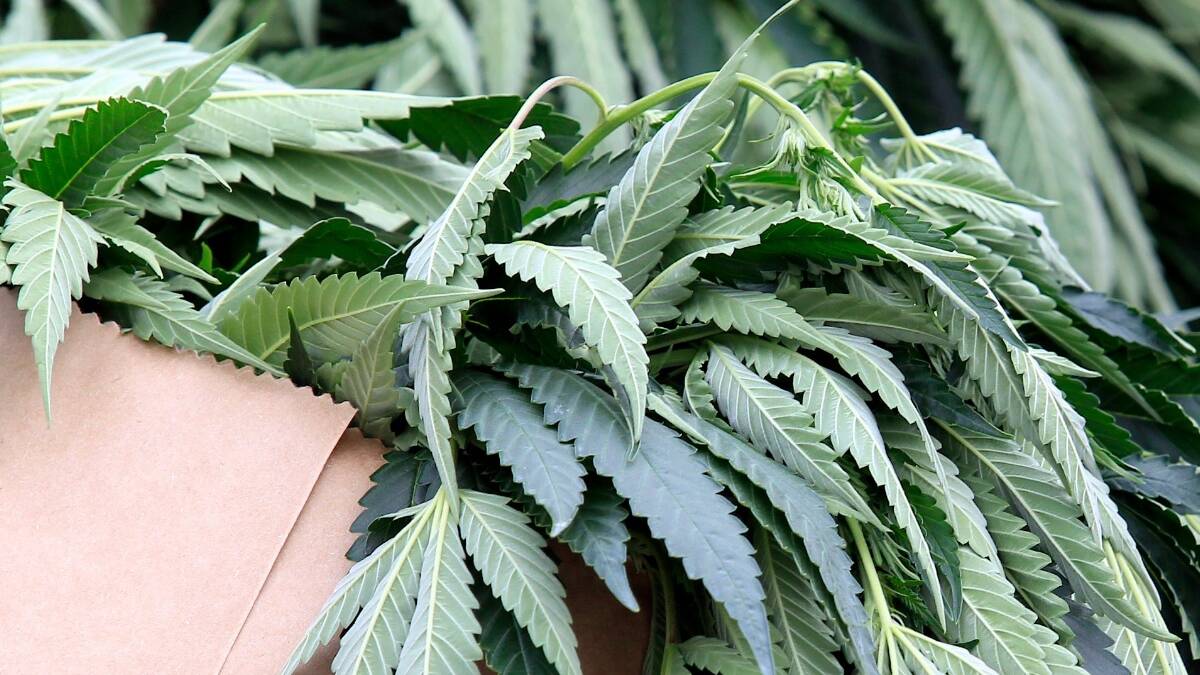 Crime Statistics Agency figures show the rates for cannabis offences are the highest in Horsham.