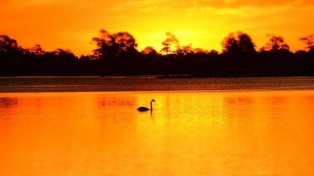 PIC OF THE DAY: @quinn_fletcher "Golden swan #photography #myphoto #bird #melbournephotographer #ballaratlife #ballarat"