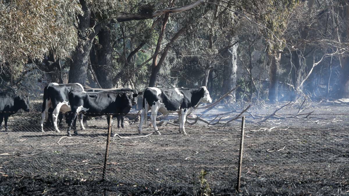 Livestock in burnt out paddocks near Hawkesdale. Picture: Rob Gunstone.