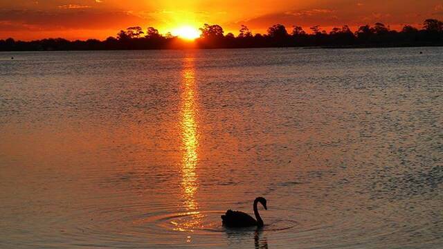 PIC OF THE DAY: @bootheels33 "Sun setting, #swan swimming. #lakewendouree #Ballarat #countryVictoria #sunset #Sundown #lake"