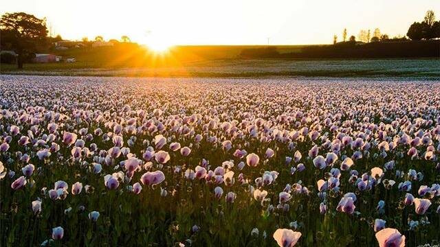 PHOTO OF THE DAY: @doona66 "#sunset #colours #poppies #flowers #light #ballarat #visitballarat #theballaratlife #sunbeam"