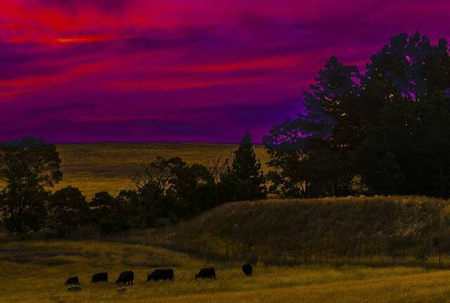 PHOTO OF THE DAY: @liz.draffin "#worldshotz #Ballarat #farmlife #Victoria #bopeep #colours #justgoshoot #liveauthentic #photo #inspireatlas #earth #outdoors #summer #colors #sunset #cattle #cows #visitballarat #visitvictoria #visitaustralia #australia #the_ballarat_life #nikon #nature"