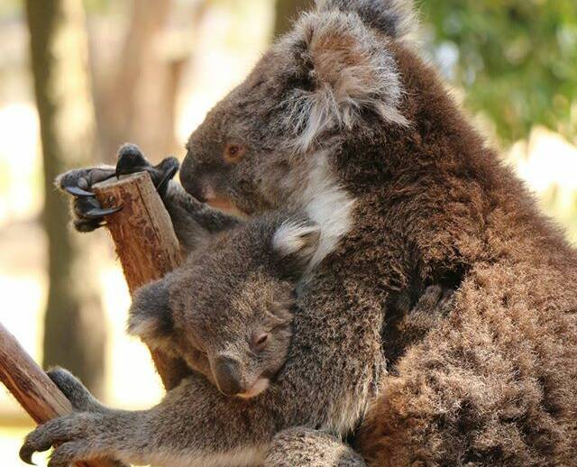 PIC OF THE DAY: @cazh72 "How sweet is this mother and baby #koala at #ballaratwildlifepark #precious #visitballarat #visitvictoria #wildlifepark #wildlifeparkballarat #australiananimals #theballaratlife #ballarat #canon70d #ballaratpicoftheday"