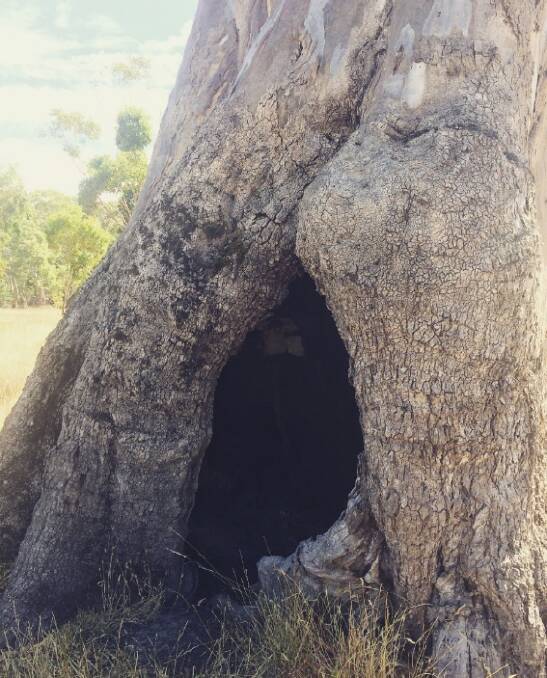 An application has been made to register this tree as a place of sacred Aboriginal women's business. Photo: Supplied.