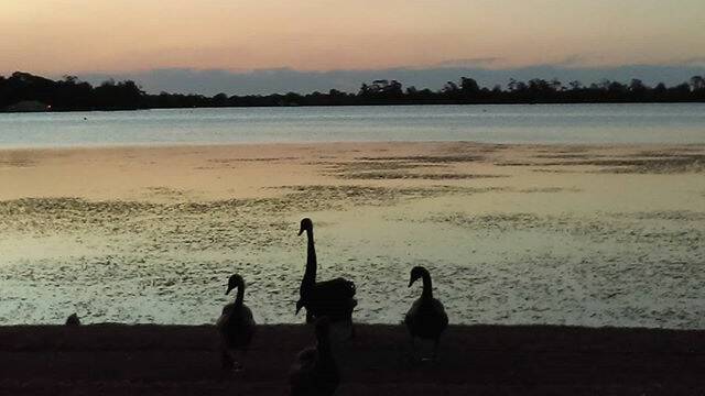 PIC OF THE DAY: @melbrell_ngh "#sunset #twilight #lake #water #reflection #blackswans #lakewendouree #Ballarat #openmyworld"