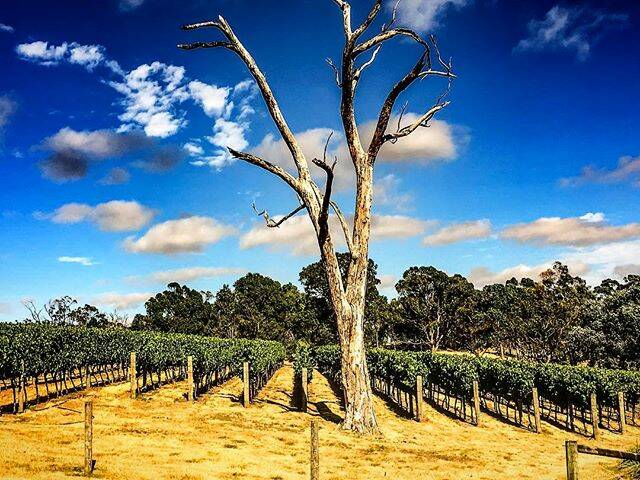 PIC OF THE DAY: @mitchell_harris "#Chardonnay and #PinotNoir round #Ballarat looks great. Slow start to #V17 but progressing beautifully now... #vines #vineyard #wine #wineaustralia #winemaking #grapes #winegeek"