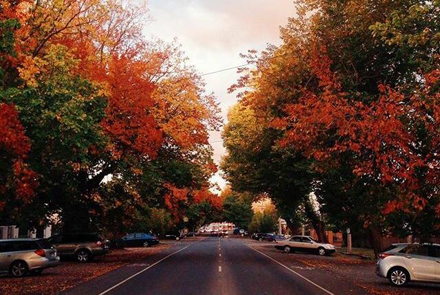 PIC OF THE DAY: @mintybeel 🍃🍂🍁 #loveballaratinautumn #ballarat #websterstreet #autumncolours #autumn #treelinedstreet #mostbeautifulstreetinballarat #theballaratlife