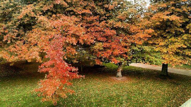 PIC OF THE DAY: @_horror_queen "Love autumn 😍 #leavesfall #autumn #beautiful #trees #outdoors #feduni #ballarat #mthelen"