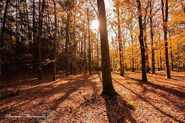 PHOTO OF THE DAY: @doona66 "#ilovephotography #photography #creswick #forest #ballarat #theballaratlife #visitballarat #trees #sunlight #leaves #shadows #canon #camera"