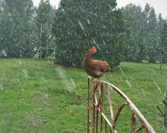 @whiteswaneggs "It's currently 1.8 degrees here in #ballarat and snowing! One of our ladies thought it would be a fantastic idea to wait it out on the gate, the rest of the flock was rugged up in the hen house! 😄 #ballaratlife #chickens #backyardchickens #freerangeeggs #freerangechickens #isabrown #winterisback #urbanchickens #urbanfarming #victoria #sustainablefarming"