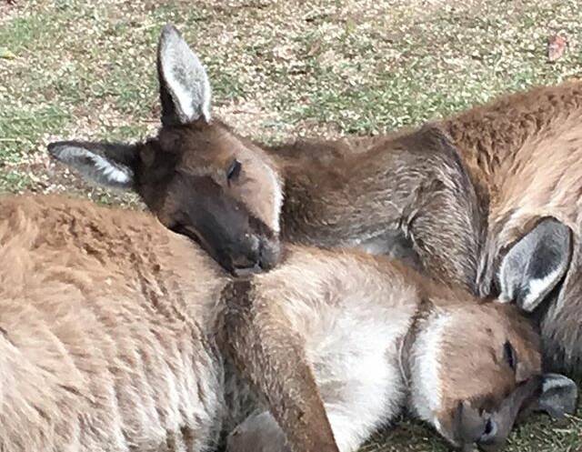 PIC OF THE DAY: @tomdelohery "How cute is this!? #ballaratwildlifepark #ballarat #victoria #australia #photographbyvisualartistthomasdelohery"