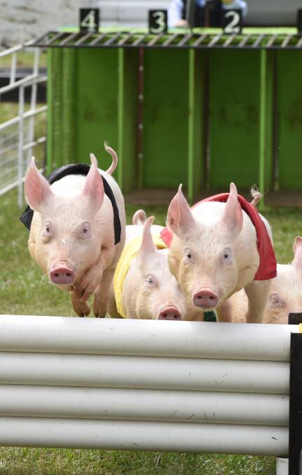 OINK OINK: Eleven pigs will be vying to take home the bacon in a race at the 150th Ballarat Show. Picture: Kate Healy