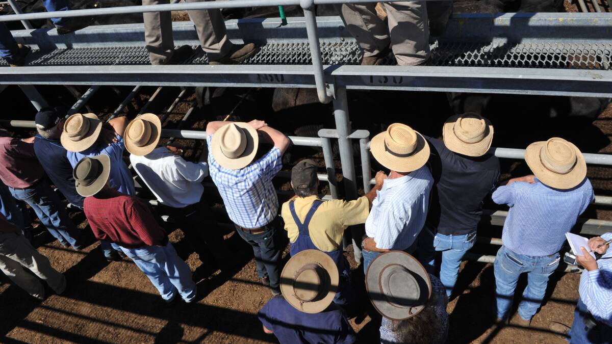 Cattle yard ignites debate