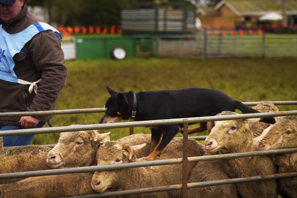 RACE FOR GLORY: Yarra Valley farmer Steve Sundero's Go Getta Elly-May at the Rural Finance and Rural Bank Victorian State Yard Dog Championships in Dean on Sunday. Picture: Luka Kauzlaric.