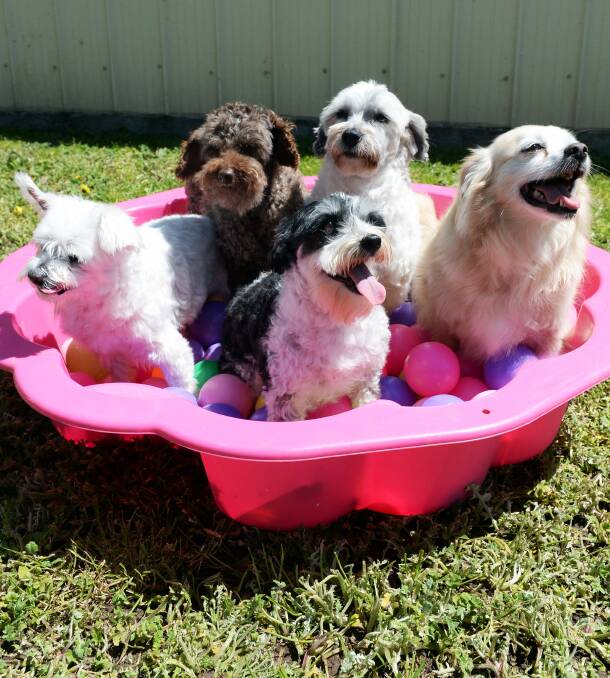 Golden Oldies: (L-R) Tyson, Rusty, Monkey, Buddy and Charlie playing in a paddling pool. Tracy Wicks is hoping for more to be donated for the summer. Picture: Kate Healy