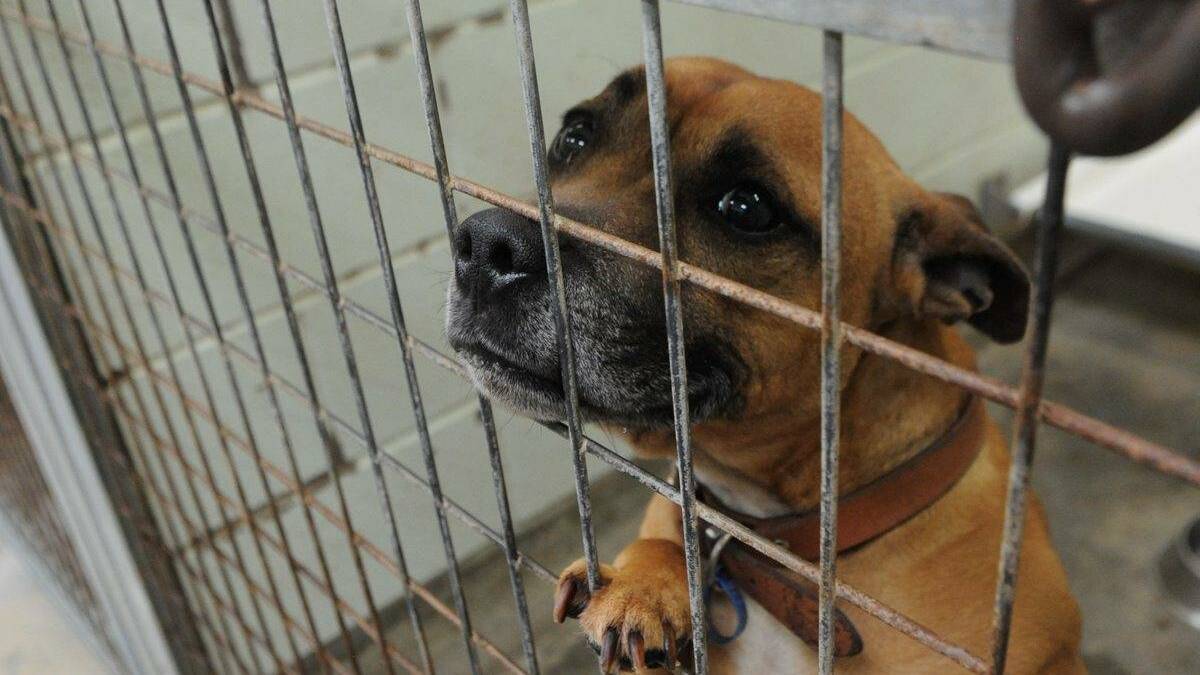 Volunteers are being sought to help dogs and other pets at the Ballarat animal shelter.