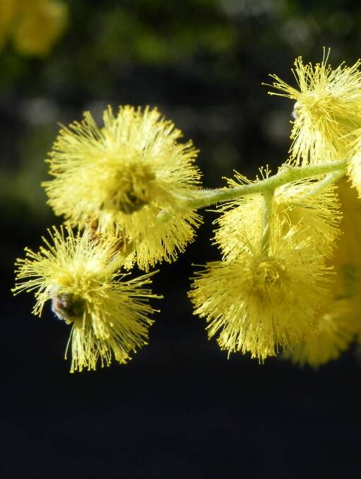 IN BLOOM: The National Wattle Day Association has come forward with a proposal to change Australia's national day to September 1.
