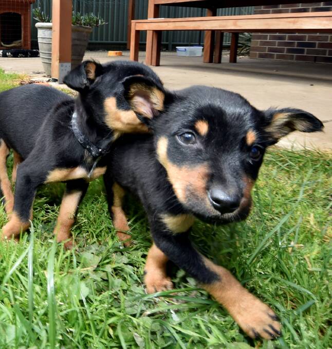 Pups: Maryweather Kennels had kelpie pups like these taken off them by the RSPCA. Breeder Fiona McCoy said she was caught off-guard. PICTURE: Jeremy Bannister