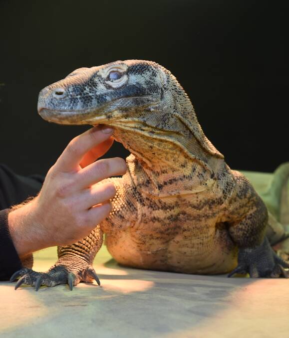 Indonesian dragon unveiled in Ballarat