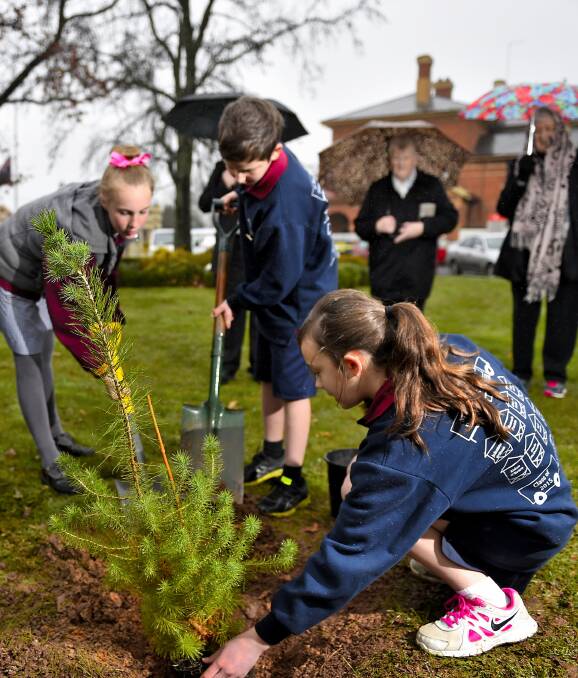 Anzac honour: Alex Davies, Aidan O'Brien and Johanna Wilson planting an Aleppo Pine in Creswick. Picture: Luka Kauzalaric