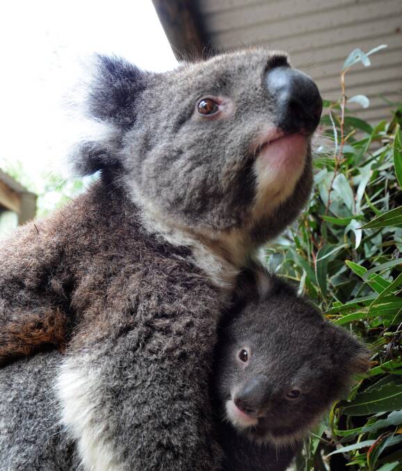 A home among the gumtrees: Matilda the koala and her joey at Ballarat Wildlife Park in their cosy enclosure. Their wild cousins aren't so lucky, battling shrinking habitats. 