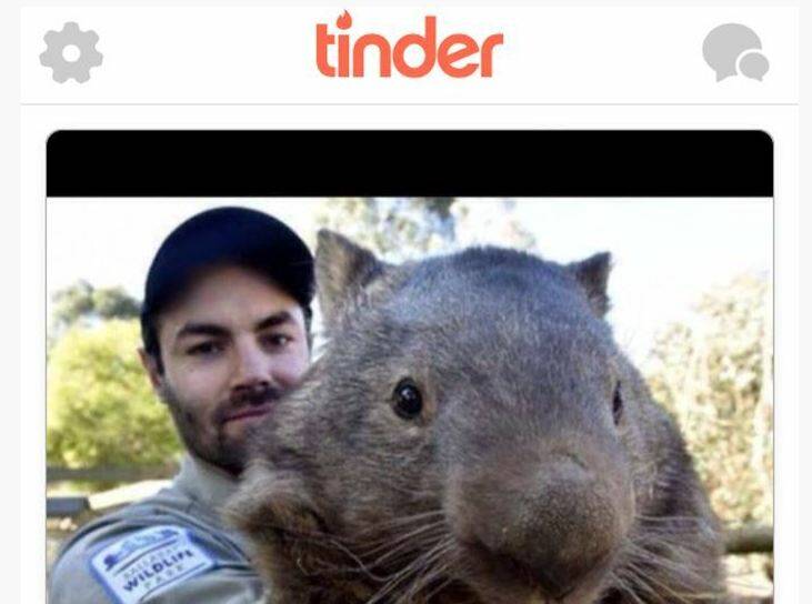 Patrick the wombat: He’s 30 and ready to hit Tinder