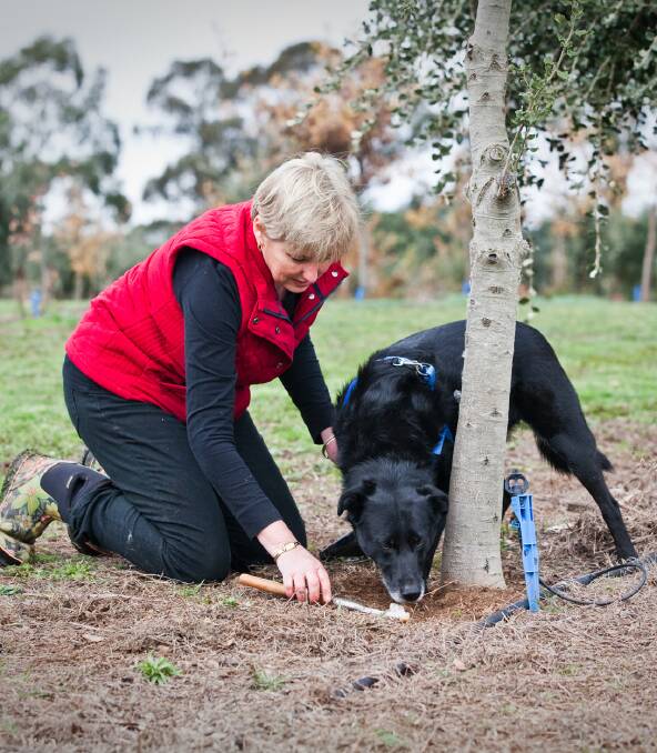 Digging for diamonds: The Black Cat Truffle Farm is ideally located for growing the fungus, with its frosty winters and long summers.