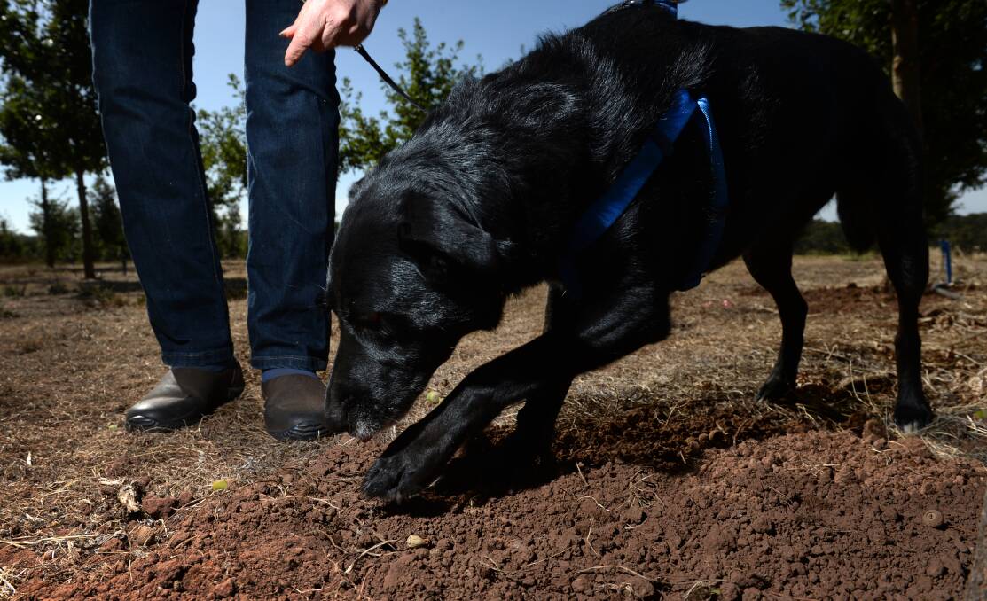 Follow your nose: The Wattle Flat farm uses dogs rather than pigs, which can become aggressive when intoxicated with the scent of truffles.
