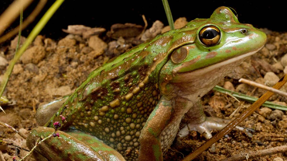 To be listed: A growling grass frog in the Grampians National Park. Picture: David Paul, image supplied by Museum Victoria.