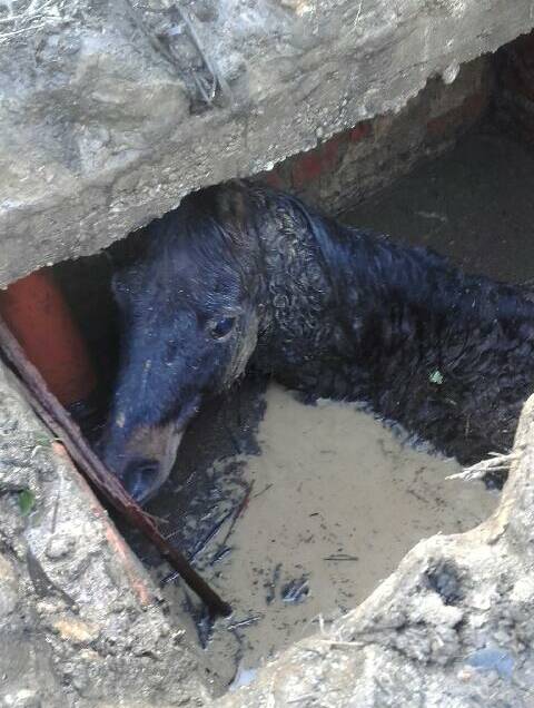 Dramatic rescue of pony stuck in septic pit | pictures