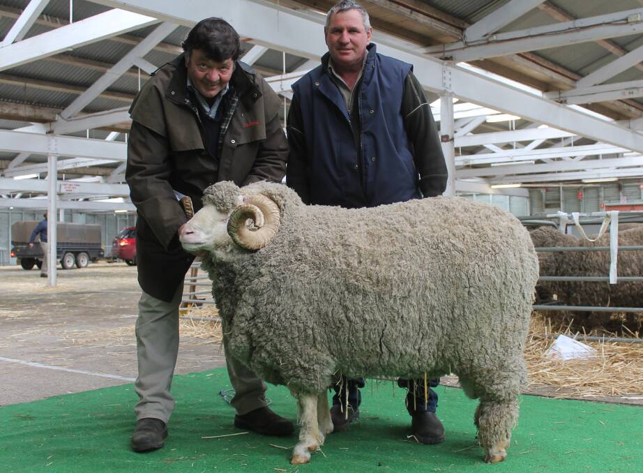 Merryville stud, Boorowa, NSW, co-principal Wal Merriman shows off his top-priced ram of the Ballarat sale to buyer Neil Collins, Yarram. Mr Collins paid $4750 as he rebuilds from bushfire devastation.