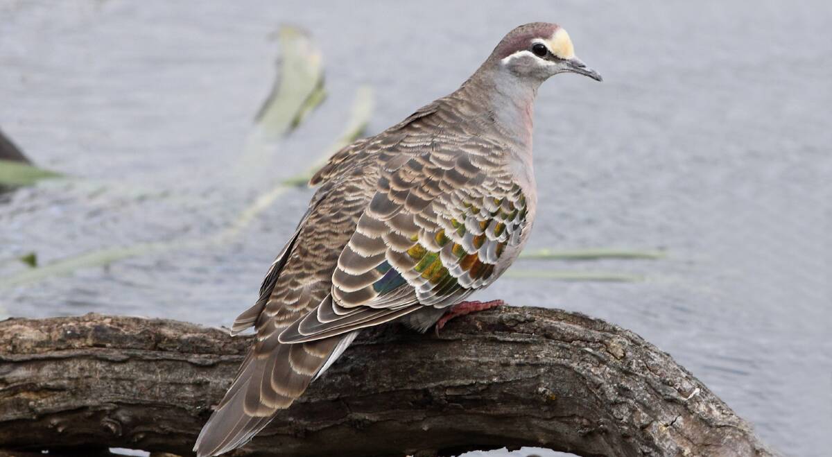 DELICATE: This bronzewing pigeon was photographed at Lake Wendouree by Ed Dunens.