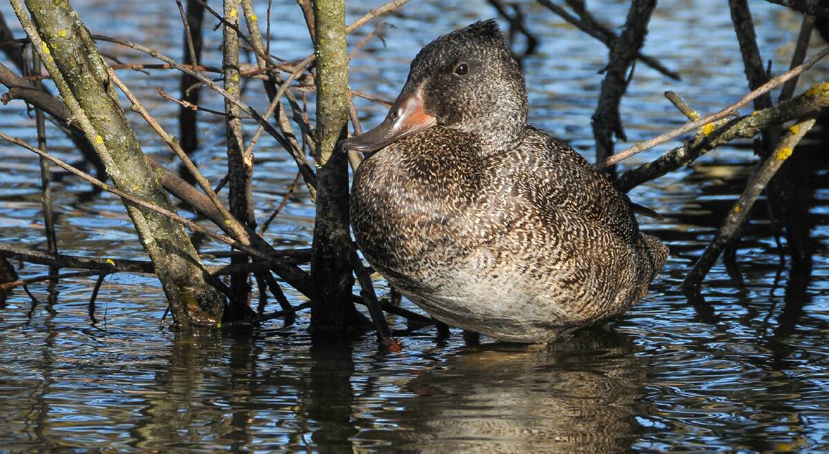 DISTINCTIVE: The rare freckled duck has plain dark plumage with fine sandy freckles. Picture: Carol Hall. 