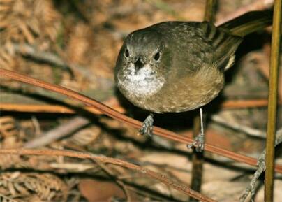 REDISCOVERED: The olive whistler is about the size of the more common golden and rufous whistlers, but is a duller, browner bird. 