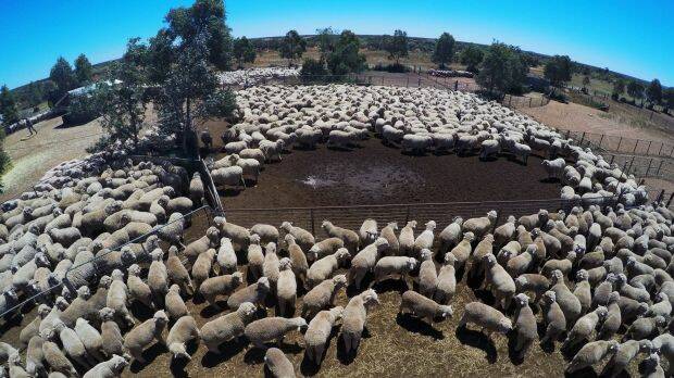 At Wirryilka Station, the Hilder family hope to average $1500 to $1600 a bale of wool.  Photo: Nick Moir
