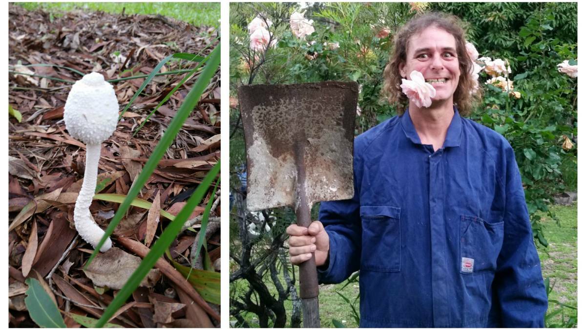 Johnny Kassel from Collombatti near Kemsey has been captivated by the diversity of fungi popping up in his garden lately.
