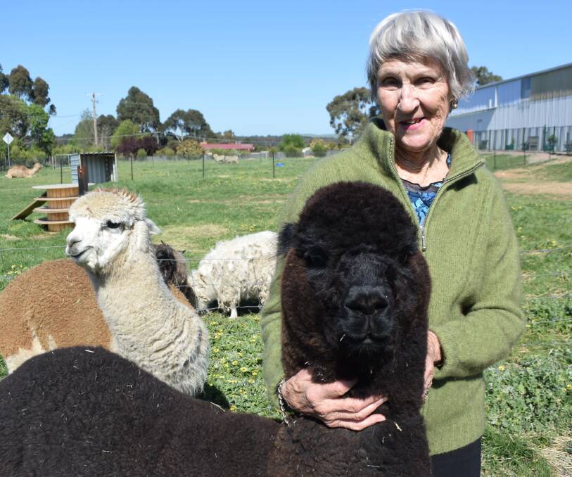 VISITOR: May Gibbons, of New Zealand, gets up close with an alpaca at Creswick Woollen Mills. Picture: Erin Williams