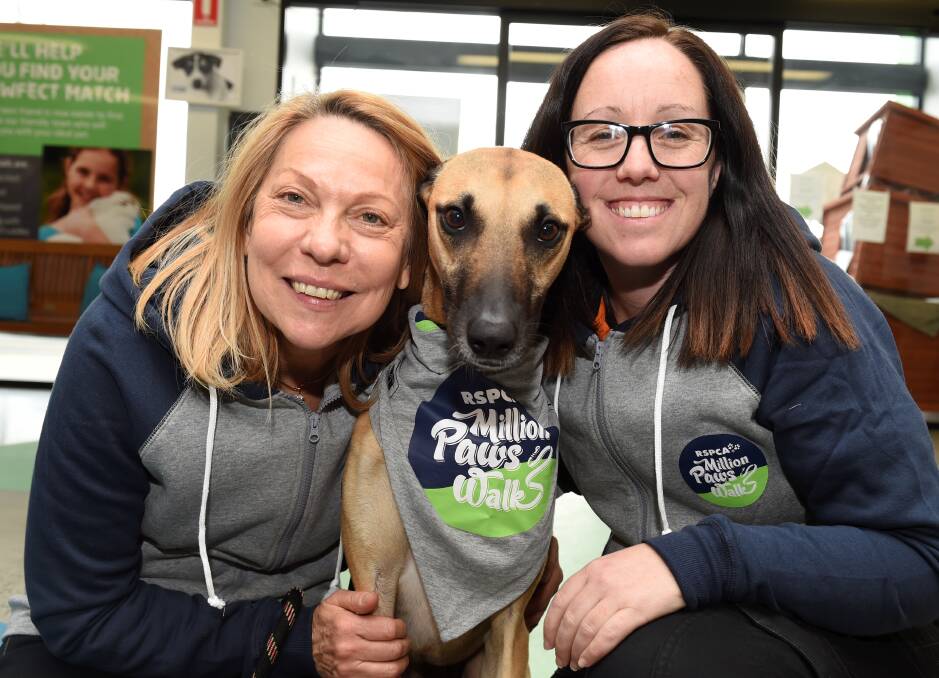 COUNTDOWN: RSPCA Pets Place assistant manager Lyn Zboril and volunteer co-ordinator Leia Martin with Toby, a greyhound cross staghound. Picture: Lachlan Bence