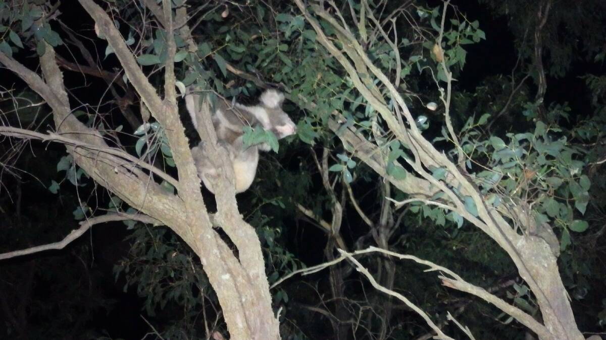 UP HIGH: A seven-hour rescue effort ensured this koala was safely re-homed from Hertford Street to a more appropriate, bush area.