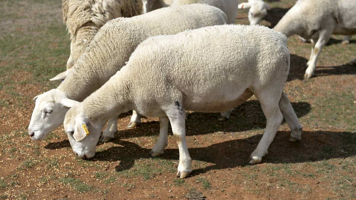 Sheep graziers warned of potential lamb losses